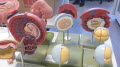 Fachraum Biologie (3)