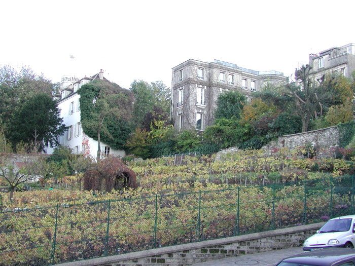 Weinberg in Montmartre